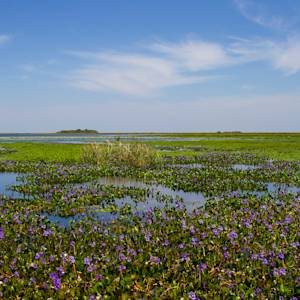 Iberá Wetlands