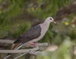 Pink Pigeon