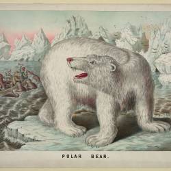 White Beares of a Monstruous Bigness
