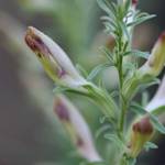 American chaffseed, Schwalbea americana