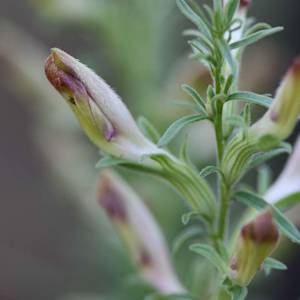 American chaffseed, Schwalbea americana