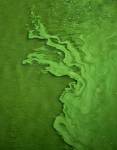 Carbon capturing algae ponds in the Sahara 