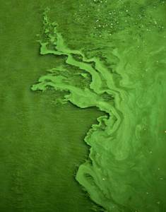 Carbon capturing algae ponds in the Sahara 