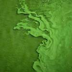 Carbon capturing algae ponds in the Sahara