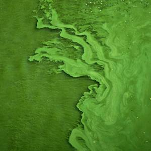 Carbon capturing algae ponds in the Sahara