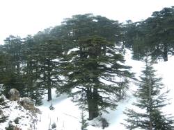Climate Change: a New Threat to Lebanon's Forests