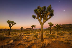 Joshua tree