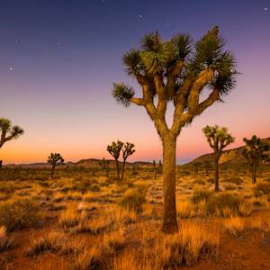 Joshua tree