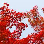 Four seasons no longer