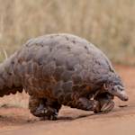 African Pangolin