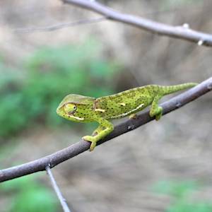 Chameleons