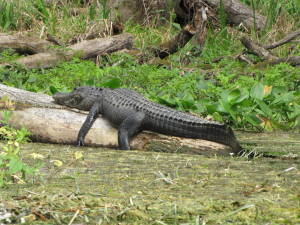 American Alligator Recovery