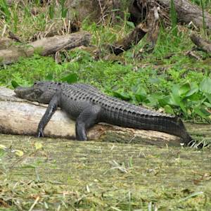 American Alligator Recovery