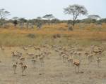 Serengeti National Park, the great migration 