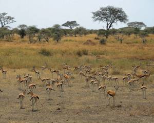 Serengeti National Park, the great migration 