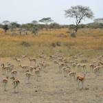 Serengeti National Park, the great migration