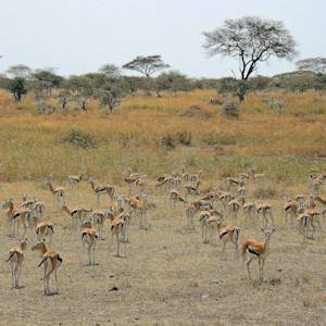 Serengeti National Park, the great migration
