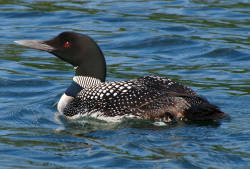 Loons at Risk of Mercury Poisoning
