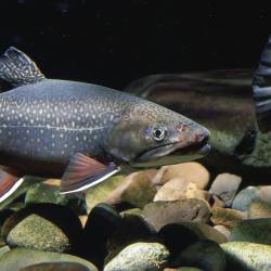 Efforts to control invasive fish leads to resurgence of native fish populations