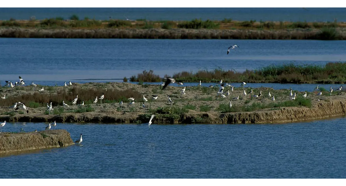 2021 Fishing & Aquaculture images - Veta la Palma best practices