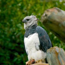 Saving the harpy eagle by combating deforestation