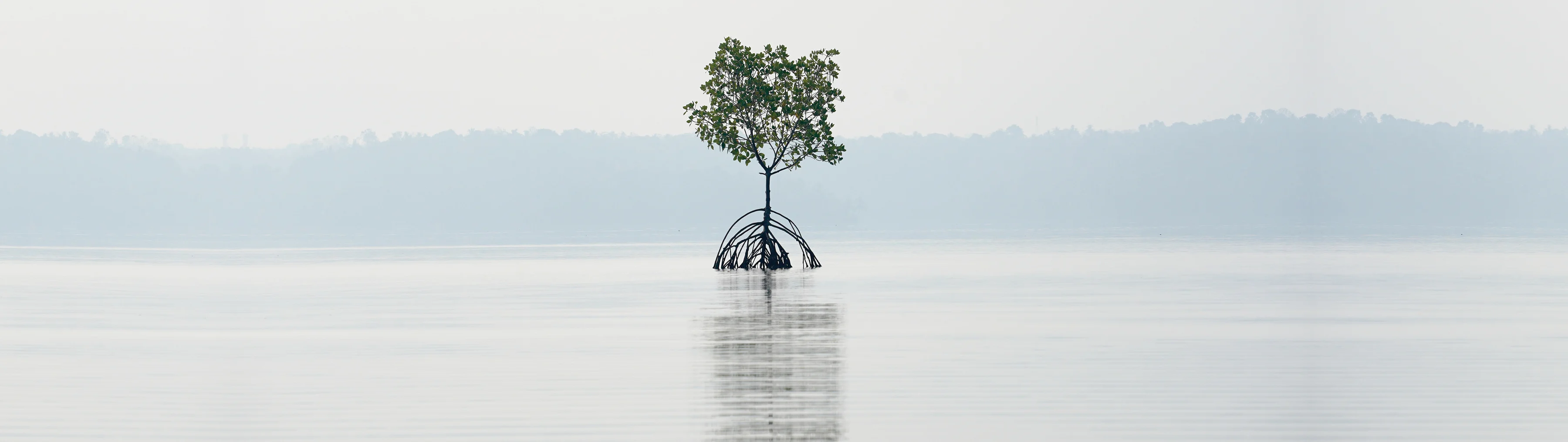 Solutions Hero Image Restore Coastal Wetlands