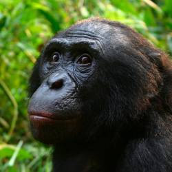 Human’s Brightest Relative May Be the Bonobo