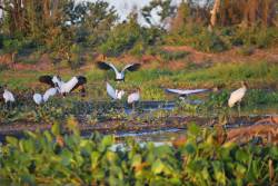 Wildlife of the Pantanal