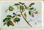 Griffith’s Mangrove Apple, Sonneratia griffithii