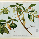 Griffith’s Mangrove Apple, Sonneratia griffithii