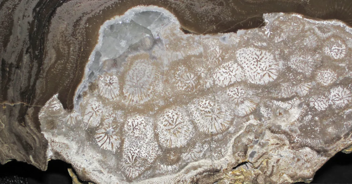 What is missing? | Sponges, Earth's first reef builders