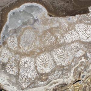 Sponges, Earth's first reef builders