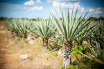 Agave