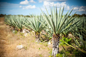 Agave