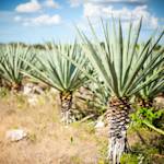 Agave