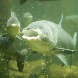 Invasive Asian carp contributes to decline in sport fish