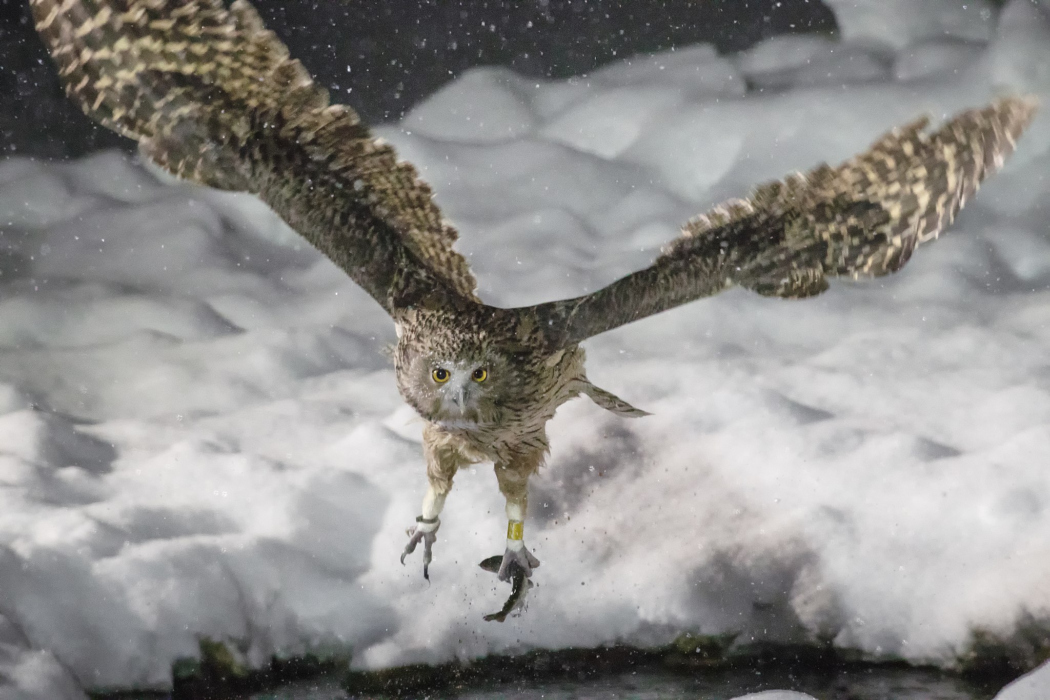 What is missing? | Blakiston’s Fish Owl, World's Biggest Owl