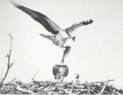 90% of Osprey Breeding Pairs Have Disappeared