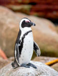 African Penguin