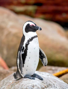 African Penguin