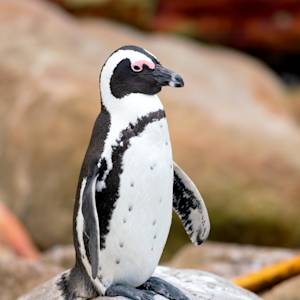 African Penguin