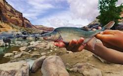 Humpback chub numbers increasing