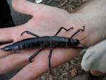 Back from the Brink: Lord Howe Island stick insect
