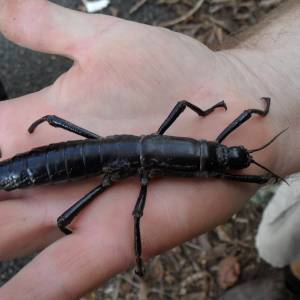 Back from the Brink: Lord Howe Island stick insect