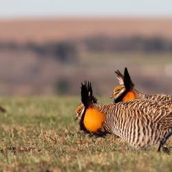 Decline of the greater prairie chicken mirrors decline of the prairie