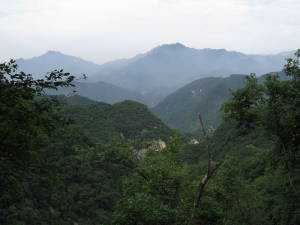 Northeast Asian Deciduous Forest