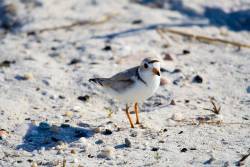 No place for shorebirds