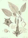 Extinct in the Wild - Angel's Trumpet, Brugmansia arborea