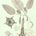 Extinct in the Wild - Angel's Trumpet, Brugmansia arborea