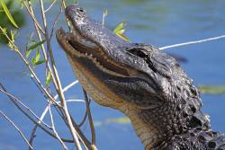 Everglades alligators show signs of trouble due to water quantity